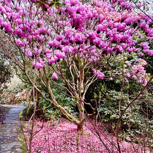 Rododendron i full blom. Foto.