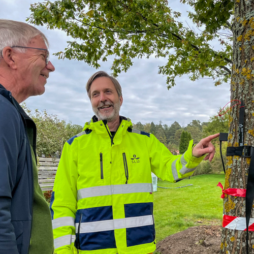 Två män studerar apparat som sitter på trädstam. foto.