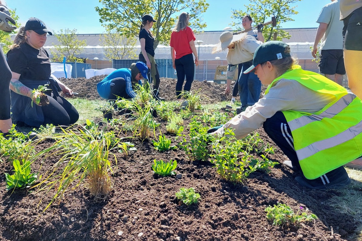 Studenter planterar perenner i växtbäddar. Foto.