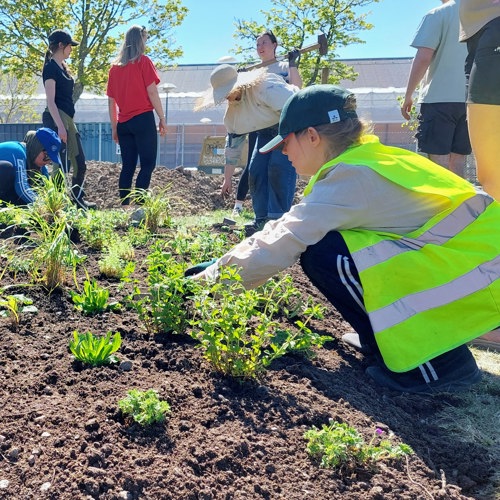 Studenter planterar perenner i växtbäddar. Foto.