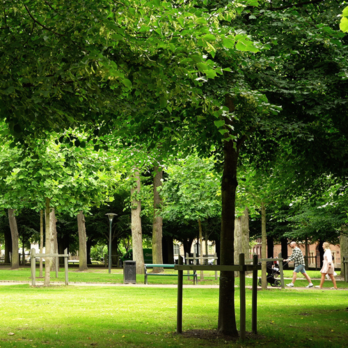 Grönyta. Foto.