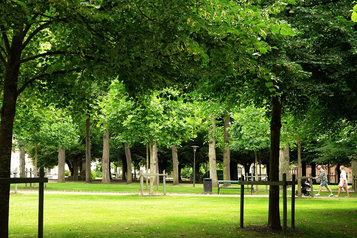 Grönyta. Foto.