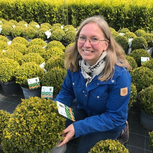 Helena Jauhiainen bland buxbomsplantor. Foto.