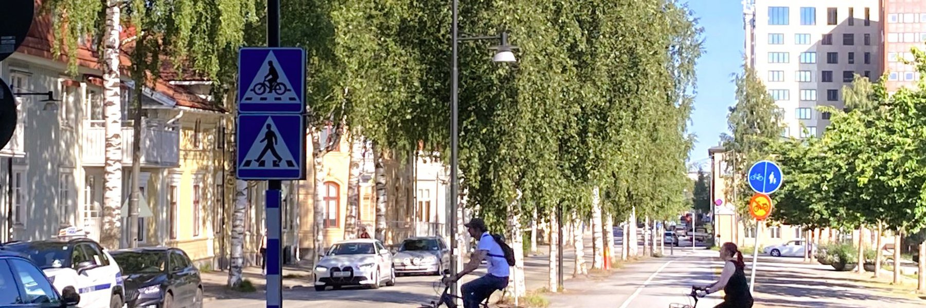 Gata med björkar. Foto.
