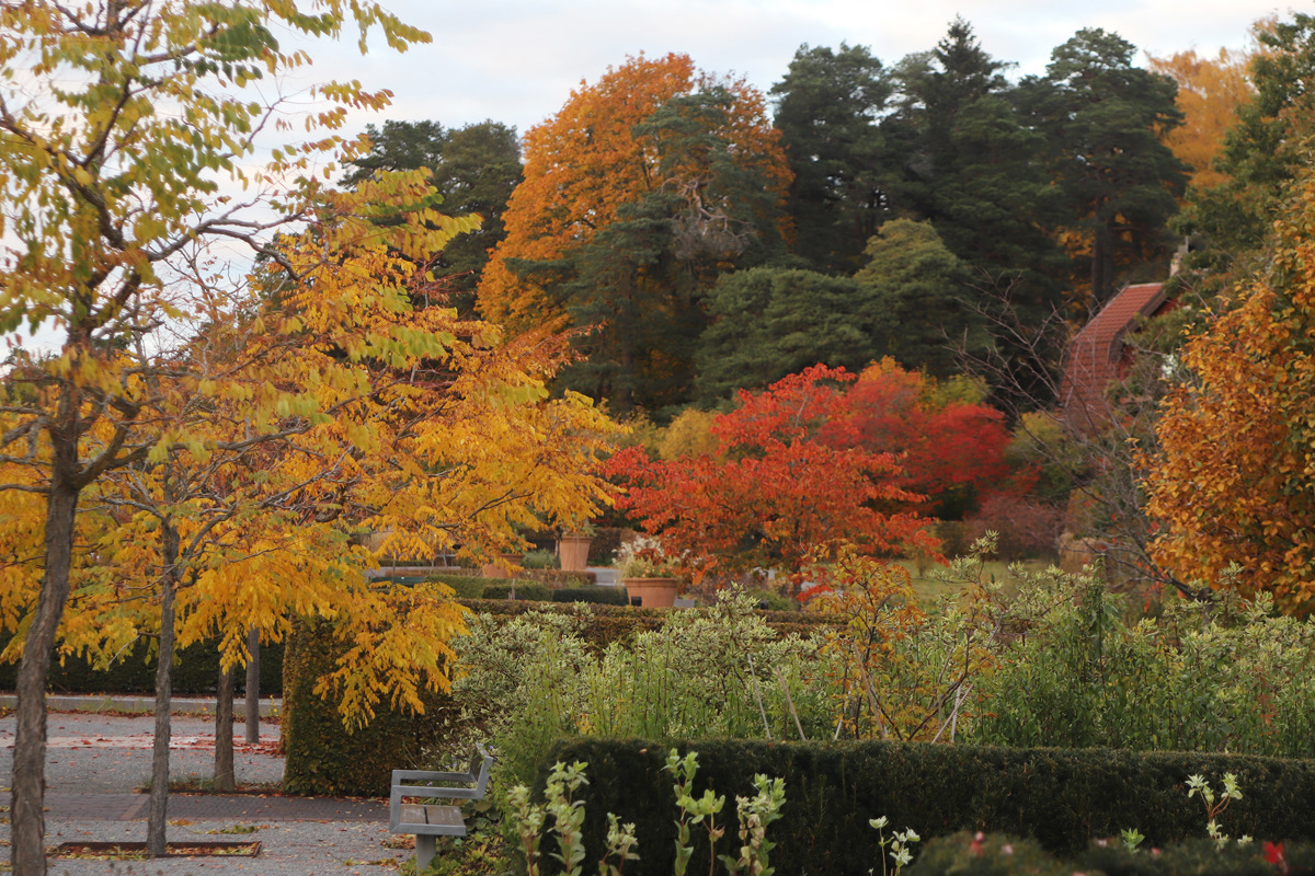 Träd och planteringar i höstfärger. Foto.