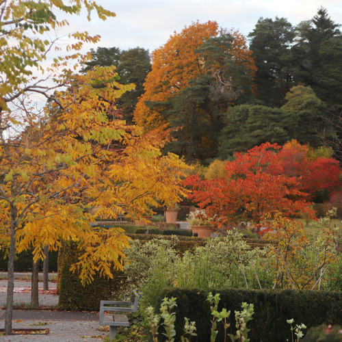 Träd och planteringar i höstfärger. Foto.