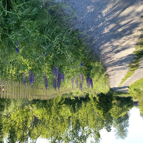 Lupiner i vägkant. Foto.