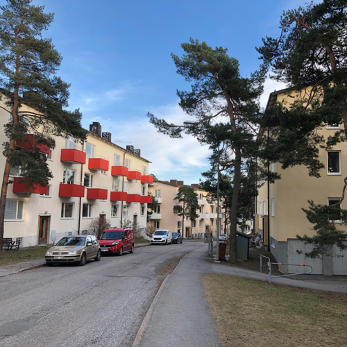 Tallar vid stadsgata. Foto.