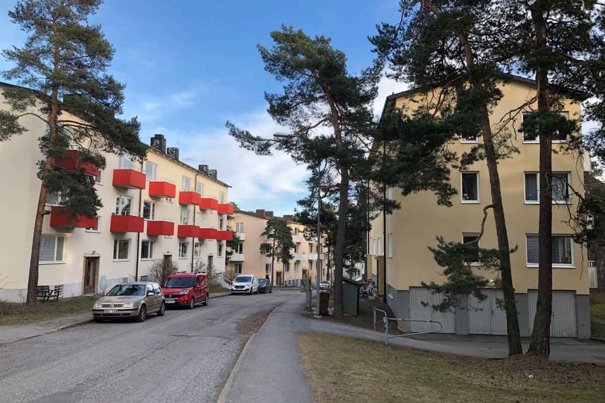 Tallar vid stadsgata. Foto.