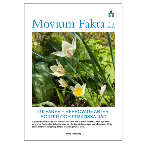 Dvärgtulpaner. Foto.