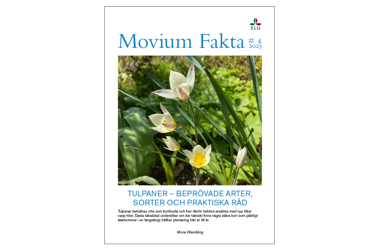 Dvärgtulpaner. Foto.