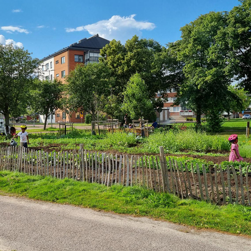 Odling i flerbostadshusmiljö. Foto.